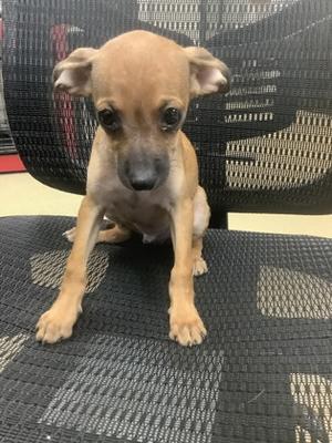 61864203, Rat Terrier Mix, puppy, available for adoption