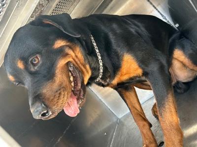 61818589, Rottweiler Mix, adult, available for adoption