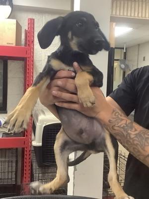 3, German Shepherd Dog Mix, puppy, available for adoption
