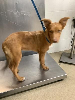 2, Australian Shepherd Mix, puppy, available for adoption