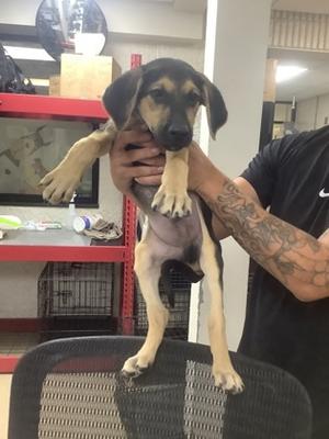 2, German Shepherd Dog Mix, puppy, available for adoption