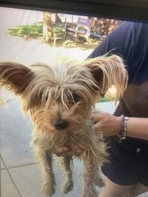 61867868, Yorkshire Terrier Mix, adult, available for adoption