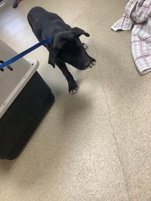 61806177, Labrador Retriever Mix, puppy, available for adoption