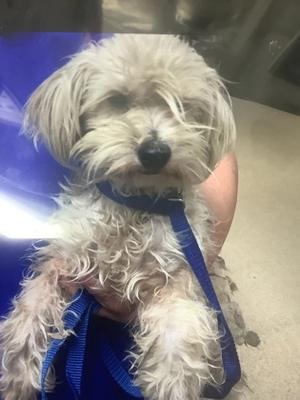 61867898, Terrier Mix, adult, available for adoption