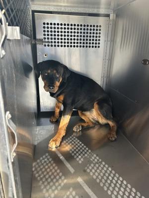 61859146, Rottweiler Mix, adult, available for adoption