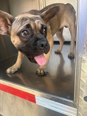 61864028, Bulldog Mix, young, available for adoption