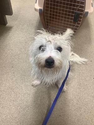 A small white dog with a fluffy coat and a blue leash, sitting on a carpeted floor with a pet carrier in the background.