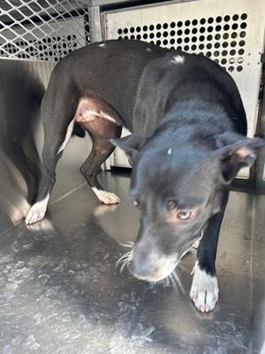 A black and white dog with a white muzzle and paws, standing in a metal enclosure.