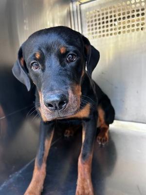 61876274, Rottweiler Mix, young, available for adoption