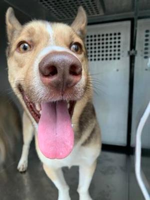 54666825, Alaskan Husky Mix, adult, available for adoption