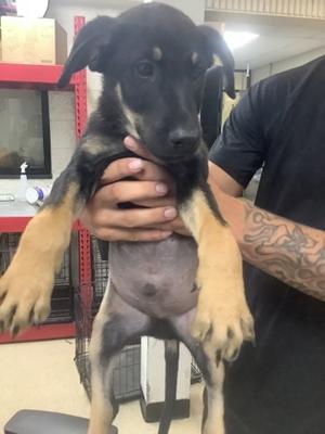 1, Doberman Pinscher Mix, puppy, available for adoption
