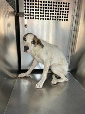 61821826, American Pit Bull Terrier Mix, puppy, available for adoption