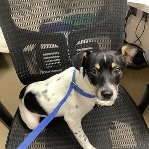 61867933, Rat Terrier Mix, young, available for adoption