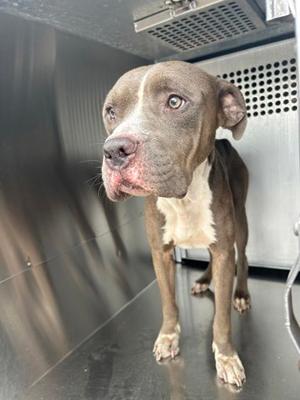 A brown and white dog standing in a metal enclosure, looking directly at the camera with a curious expression.
