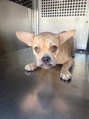 61864060, Bulldog Mix, young, available for adoption