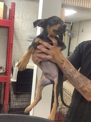 4, German Shepherd Dog Mix, puppy, available for adoption