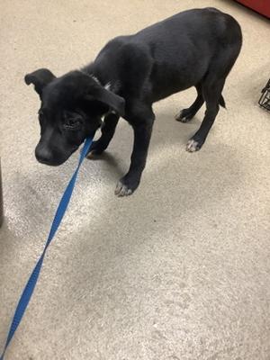 61806221, Labrador Retriever Mix, puppy, available for adoption