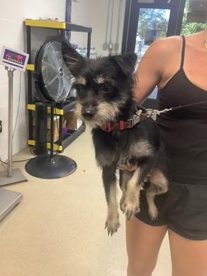 61852922, Terrier Mix, young, available for adoption