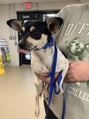 61839354, Chihuahua - Smooth Coated Mix, adult, available for adoption