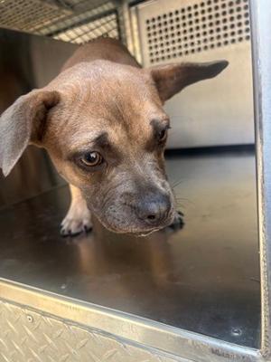 61864043, Bulldog Mix, young, available for adoption