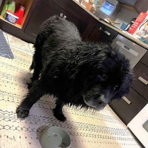 Salty, Newfoundland Dog, senior, available for adoption
