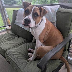 A brown and white dog sitting on a green outdoor chair, wearing a collar.