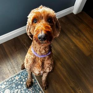 Heidi, Goldendoodle, adult, available for adoption