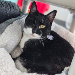 Cuddles, senior, available for adoption