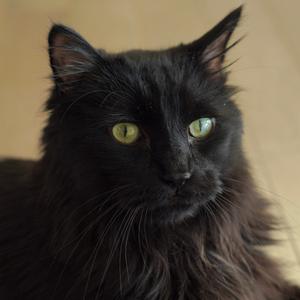 Charlie, senior, available for adoption