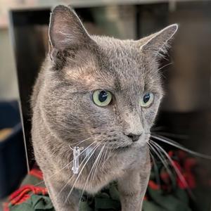 Jauncey, adult, available for adoption
