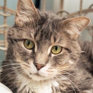 A close-up portrait of a grey and white domestic cat with green-yellow eyes looking directly at the camera.