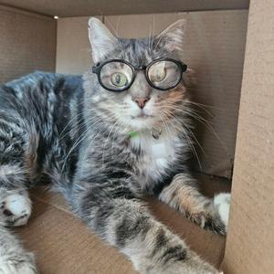 A gray tabby cat wearing round glasses, lying inside a cardboard box.