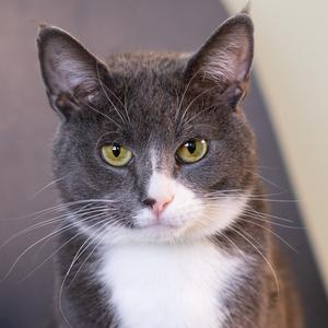 A close-up of a gray and white cat with yellow eyes.