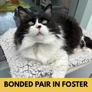 Betty Boop, senior, available for adoption
