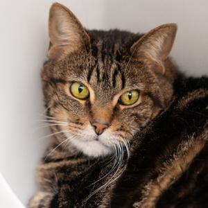 Darcy, senior, available for adoption