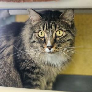 Jinkies, adult, available for adoption