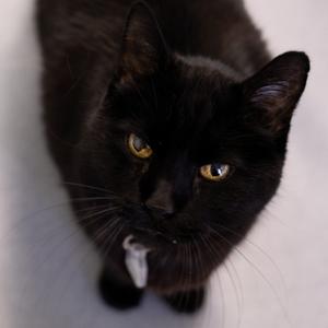 Jake, senior, available for adoption