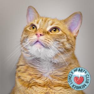 An orange tabby cat looks upwards with a neutral expression. A circular logo with the words 'Lonely Hearts Club Member' and a heart icon is visible on the right side of the image.