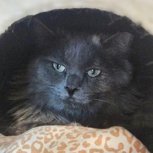 Arabella, adult, available for adoption