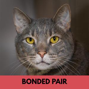 Blue, senior, available for adoption