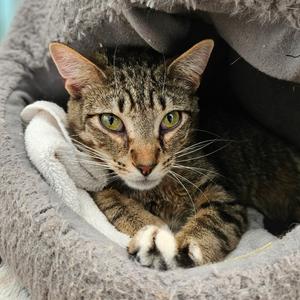Ernie, adult, available for adoption