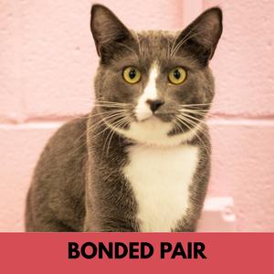 Chuck, adult, available for adoption