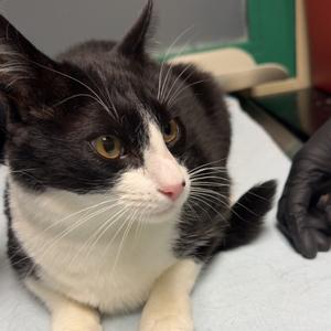 Chase, adult, available for adoption