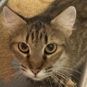 Close-up of a tabby cat with large, expressive eyes looking directly at the camera.