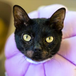 Binx, senior, available for adoption