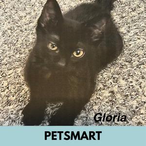 Gloria, kitten, available for adoption
