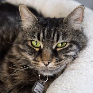 Frankie Momma, senior, available for adoption