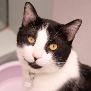 A close-up of a black and white cat with yellow eyes and a pink nose.