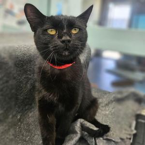 Amber, available for adoption