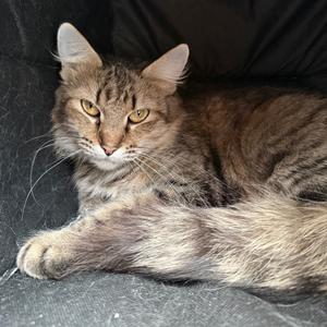 Emmet, available for adoption